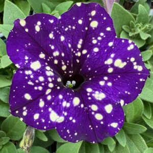 Petunia Headliner Violet Sky