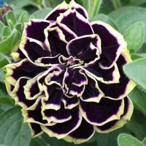 Petunia Jewel Midnight Gold