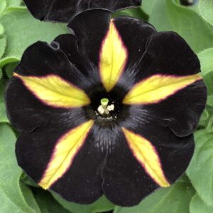 Petunia Phantom