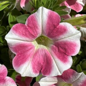 Petunia Surfinia Heartbeat
