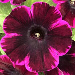 Petunia Sweetunia Johnny Flame