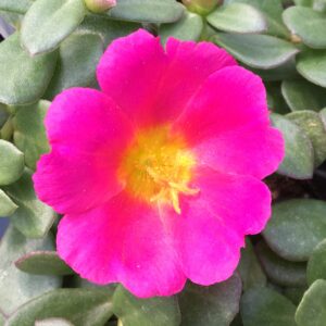 Portulaca Rio Grande Magenta