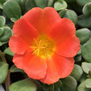 Portulaca Rio Grande Orange