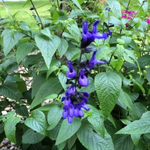 Salvia Black & Blue