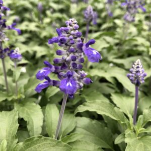 Salvia Velocity Blue