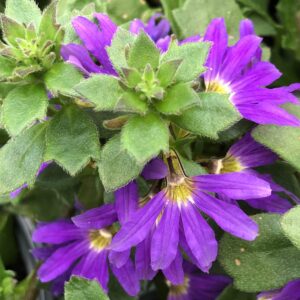 Scaevola Surdiva Blue Violet