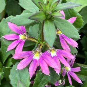 Scaevola Surdiva Fashion Pink