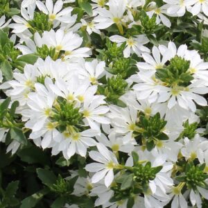 Scaevola Surdiva White