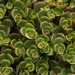 Sedum Coral Reef