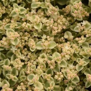 Sedum Little Shimmer
