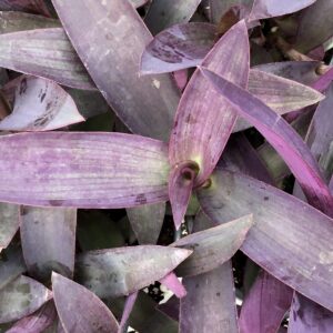 Setcreasea Purple Heart