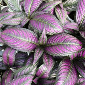 Strobilanthes Persian Shield