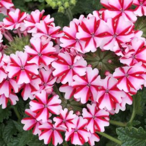 Verbena Lanai Candy Cane