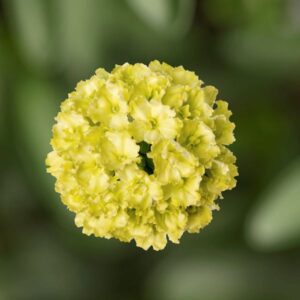 Verbena Lanai Compact Green Apple