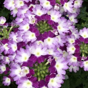 Verbena Lanai Twister Purple