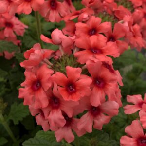 Verbena Lascar Mango Orange