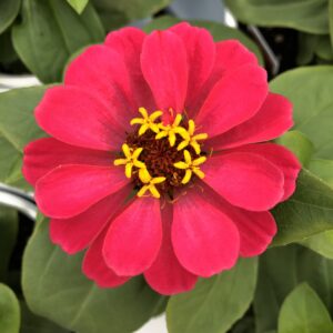 Zinnia Magellan Cherry