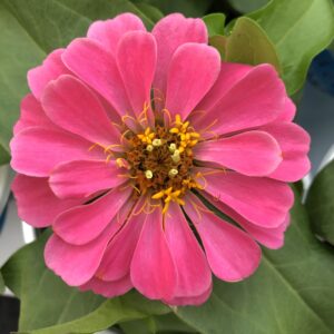 Zinnia Magellan Pink