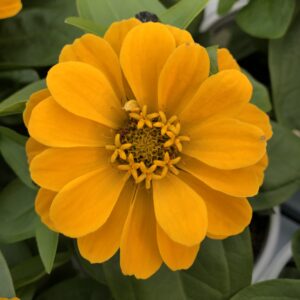 Zinnia Magellan Yellow