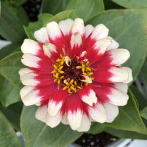 Zinnia Swizzle Cherry and Ivory