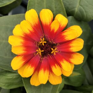 Zinnia Swizzle Scarlet and Yellow