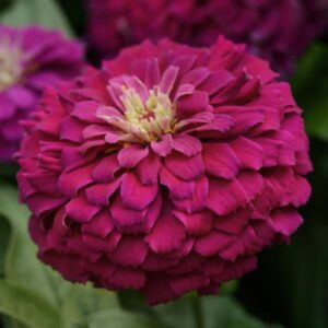 Zinnia Zesty Purple