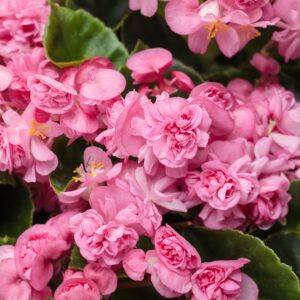 Begonia Double Up Pink