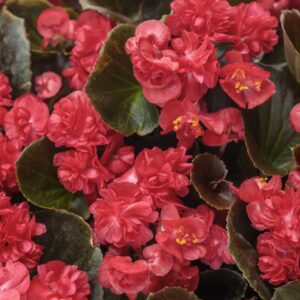 Begonia Double Up Red