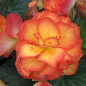 Begonia Nonstop Fire