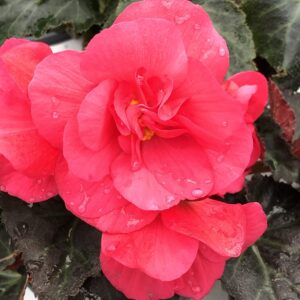 Begonia Nonstop Mocca Pink Shades