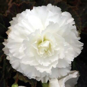 Begonia Nonstop Mocca White