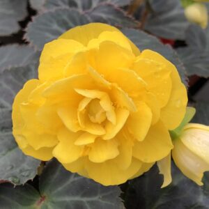 Begonia Nonstop Mocca Yellow
