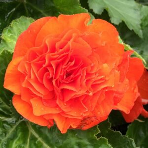 Begonia Nonstop Orange