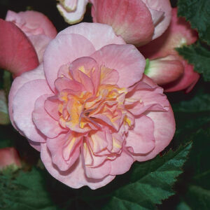 Begonia Nonstop Pink