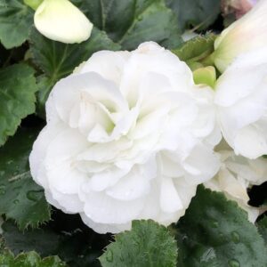 Begonia Nonstop White