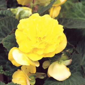 Begonia Nonstop Yellow