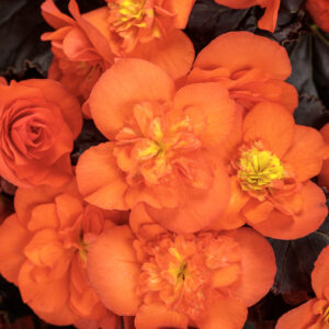 Begonia Solenia Chocolate Orange