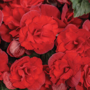 Begonia Solenia Scarlet