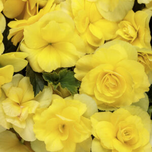 Begonia Solenia Yellow