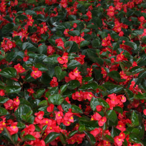Begonia Surefire Red