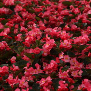 Begonia Surefire Rose
