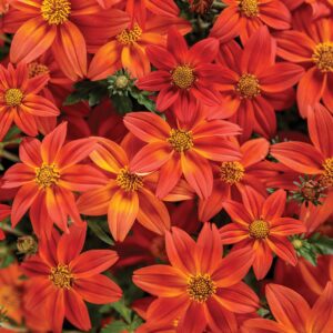 Bidens Campfire Flame