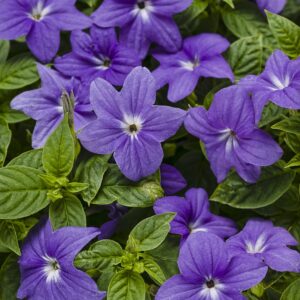 Browallia Endless Illumination