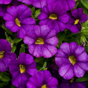 Calibrachoa Superbells Blue