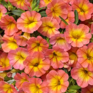 Calibrachoa Superbells Coral Sun