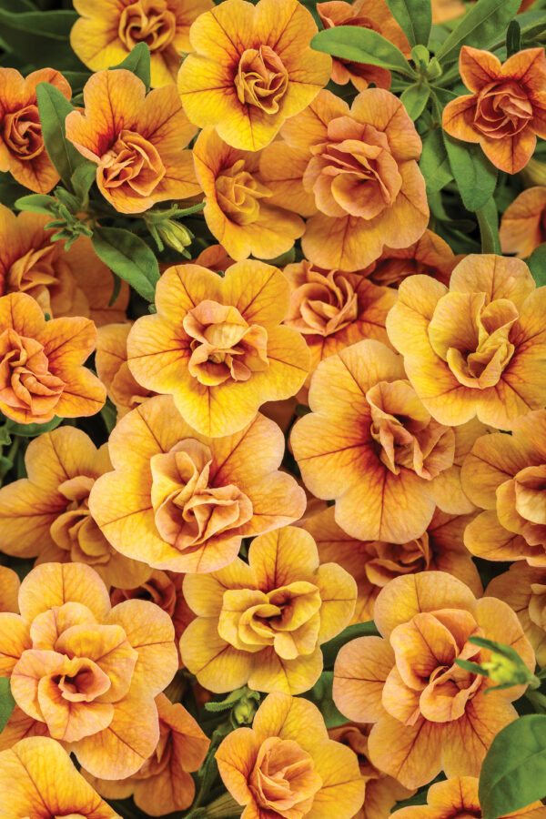 Calibrachoa Superbells Double Amber