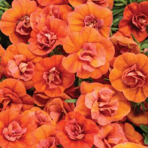 Calibrachoa Superbells Double Orange