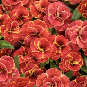 Calibrachoa Superbells Double Redstone