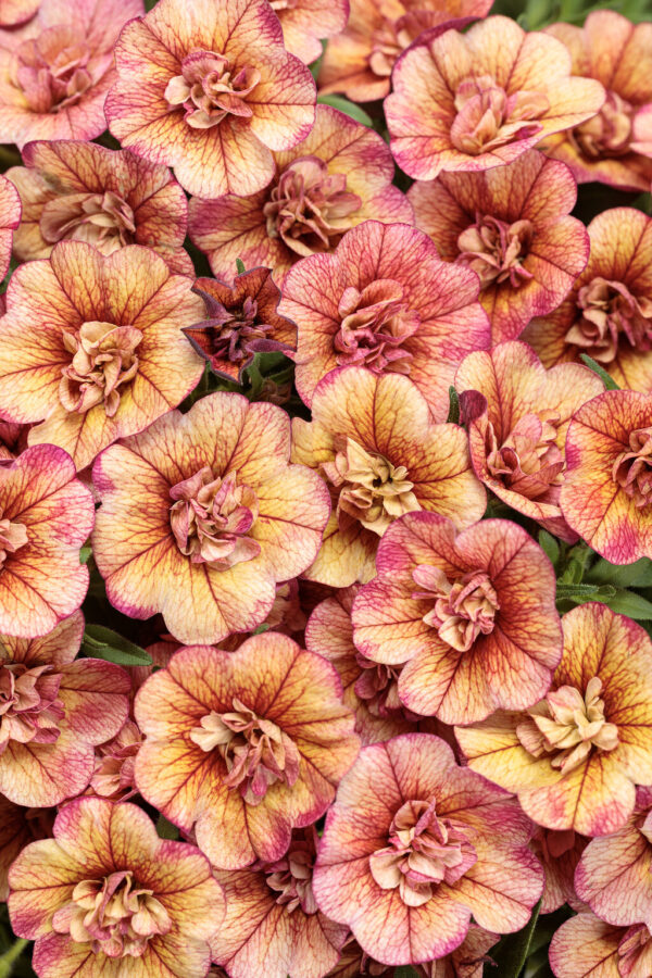 Calibrachoa Superbells Double Vintage Coral