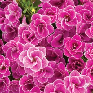 Calibrachoa Superbells Doublette Love Swept